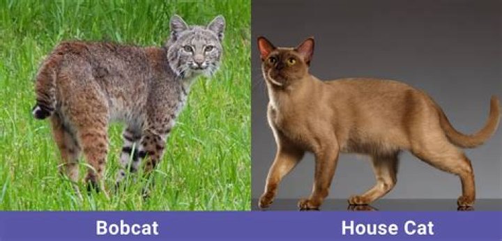 Can a house cat mate with a bobcat?