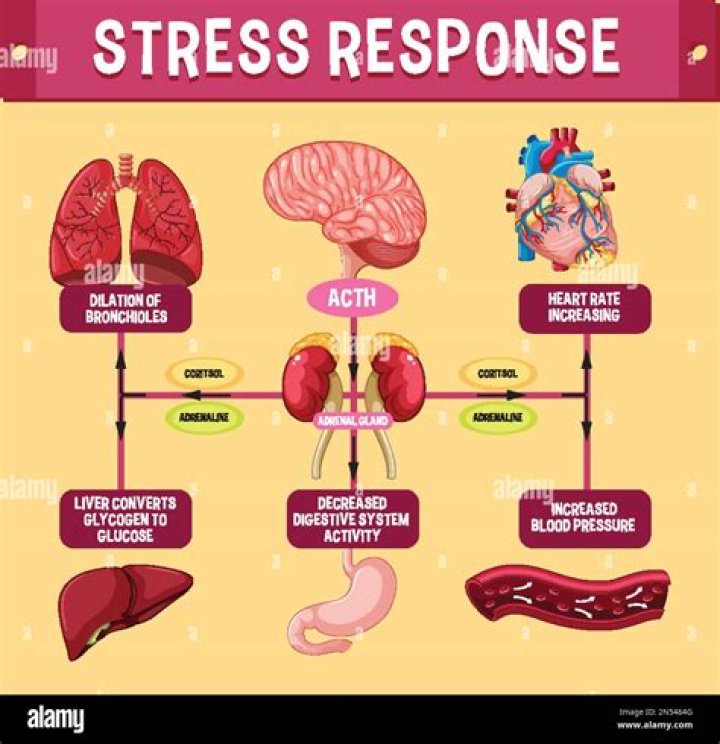 Can heart recover from stress?