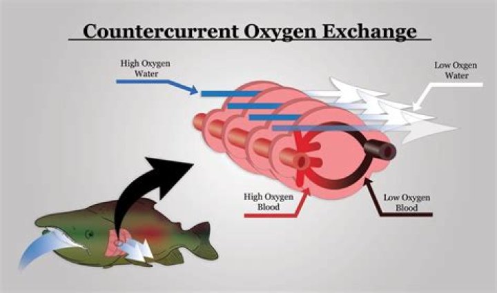 Can humans extract oxygen from water?