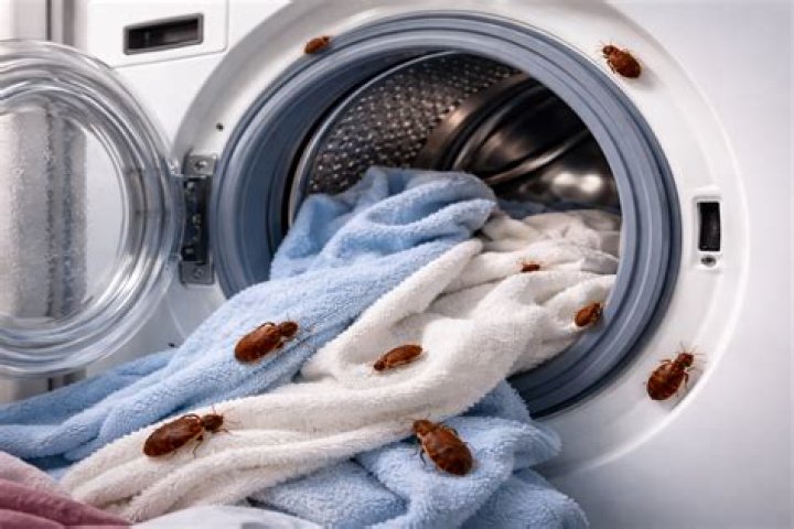 Can maggots survive washing machine?