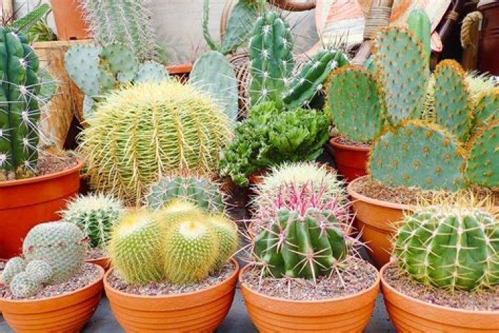 Can you find water in a cactus?
