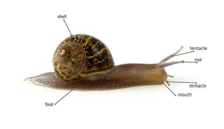 Do snails have noses?
