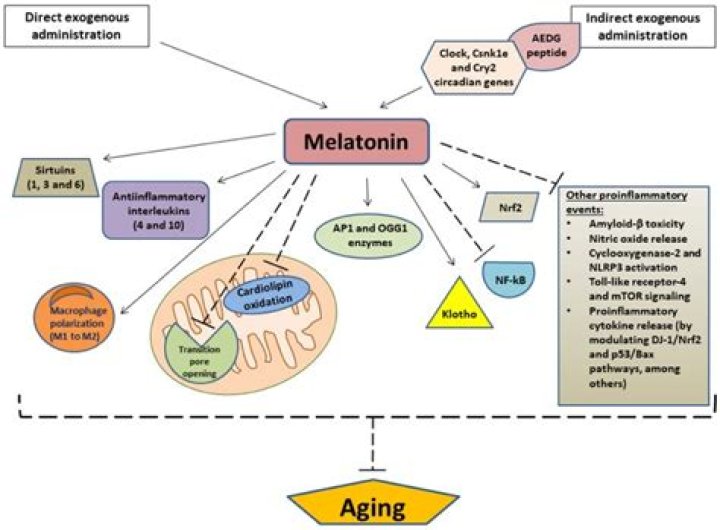 Does melatonin darken skin?