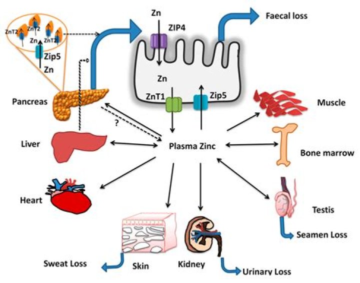 Does zinc affect heart rhythm?