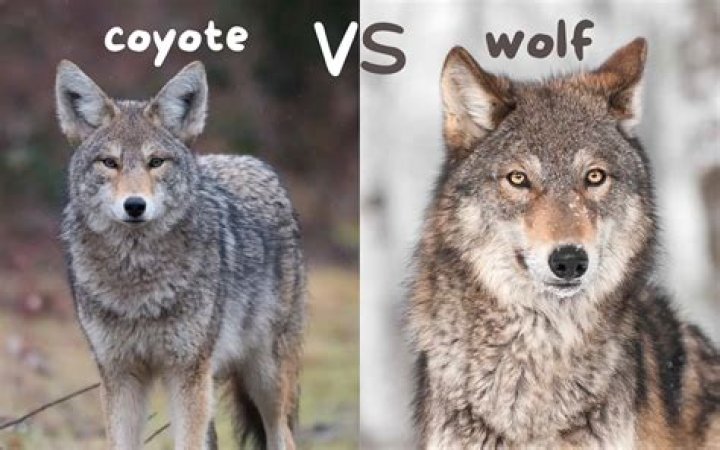 How can you tell if a dog is a coyote?