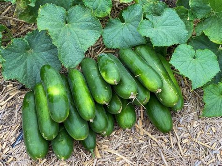 How do you keep cucumbers from getting soft?