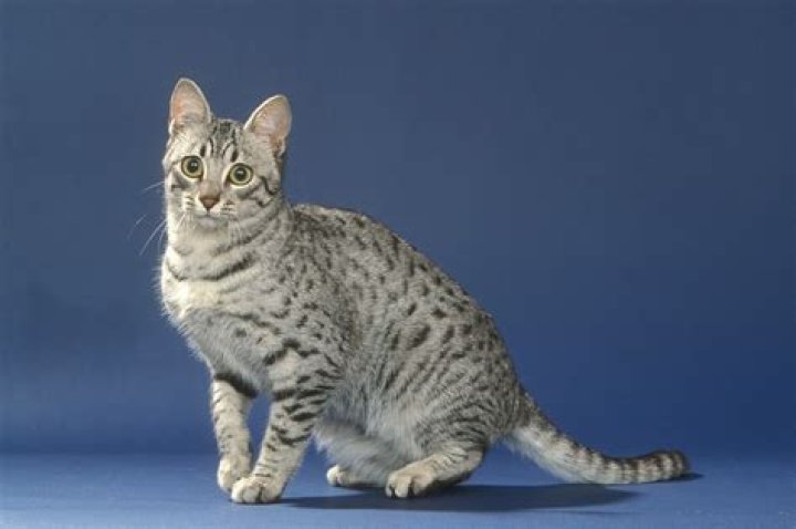 How much does an Egyptian Mau cat cost?