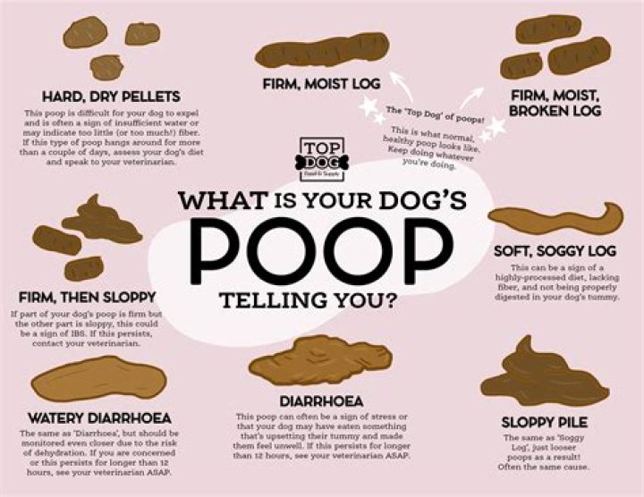 Is it OK if my dog poops once a day?