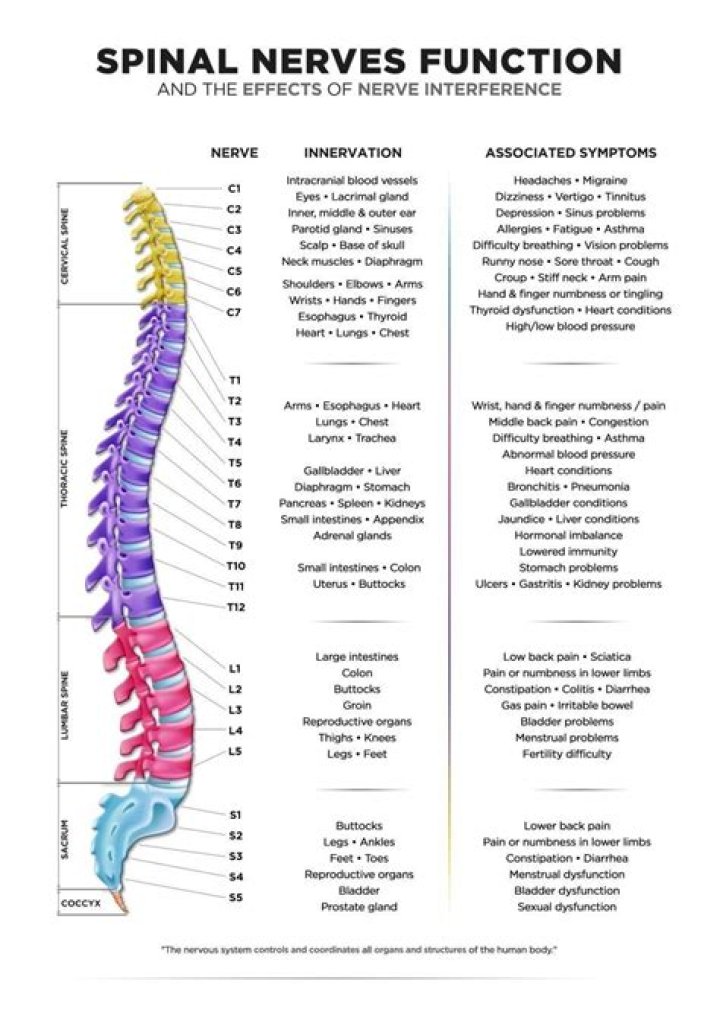 What are the four nerve plexuses and their functions?