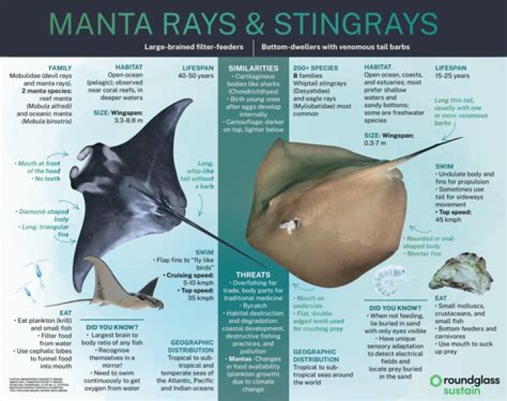 What is the difference between Stingray and Z51?