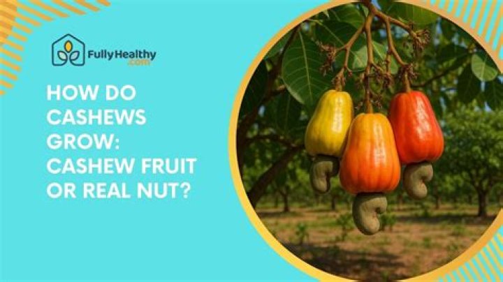 Why do you never see cashews in the shell?