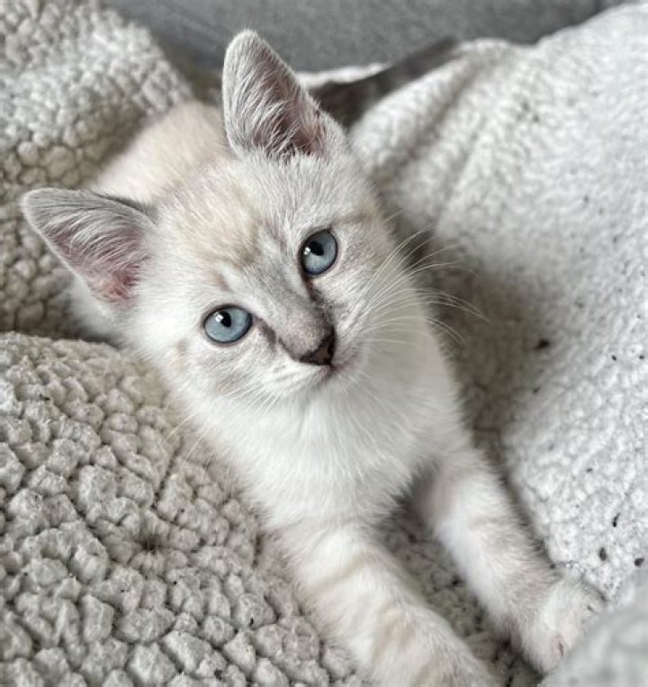 Will my cat hurt my new kitten?